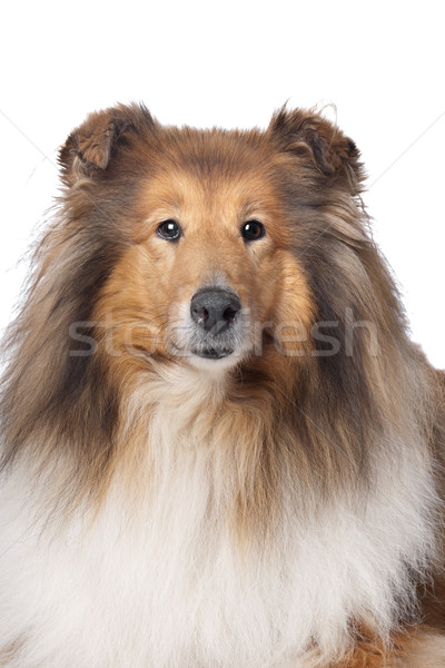 Rau Hund Hintergrund Porträt weiß weißem Hintergrund Stock foto © eriklam