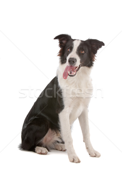 Stock foto: Border · Collie · Schäferhund · isoliert · weiß · Hund · Grenze