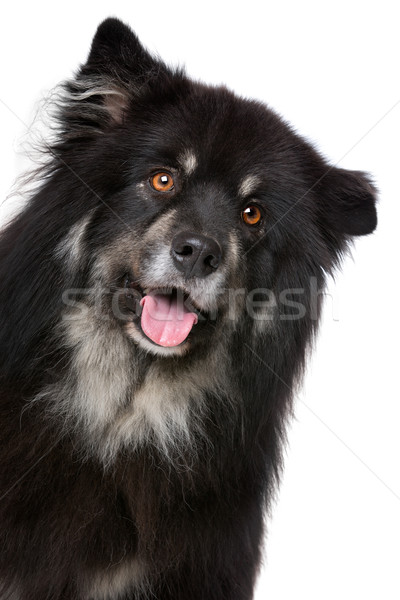 Finnish Lapphund in front of a white background Stock photo © eriklam