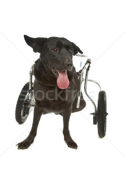 Cão cadeira de rodas branco médico móvel animal Foto stock © eriklam