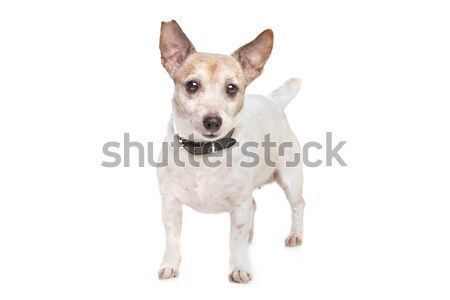 Jack russel terrier Stock photo © eriklam