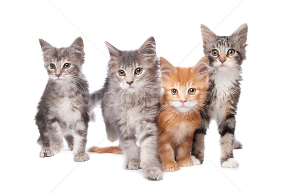緬因州 小貓 白 組 動物 耳朵 商業照片 © eriklam