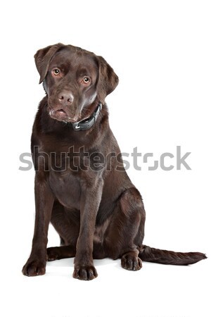 Stok fotoğraf: Siyah · labrador · retriever · köpek · yavrusu · sevimli · yalıtılmış · beyaz