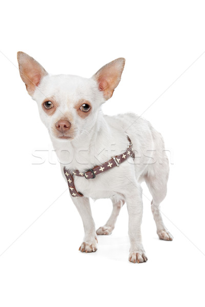 Witte hond achtergrond dier huisdier witte achtergrond Stockfoto © eriklam