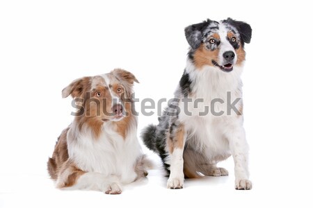 Jack Russel Terrier and mixed breed dog Stock photo © eriklam