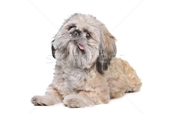 Gemischte Rasse Hund Hintergrund Tier säugetier Stock foto © eriklam
