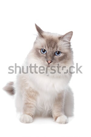 [[stock_photo]]: Sacré · chat · blanche · séance · animal · isolé