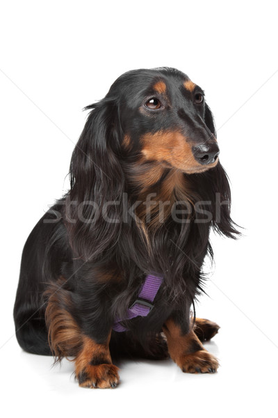 black and tan miniature dachshund Stock photo © eriklam