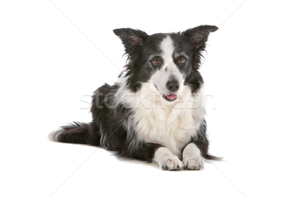 border collie sheepdog Stock photo © eriklam