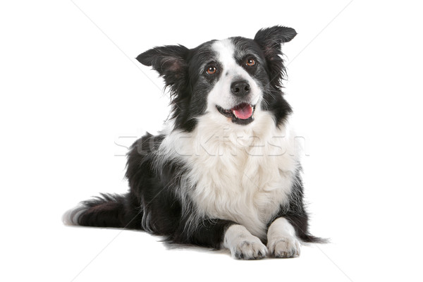 border collie sheepdog Stock photo © eriklam