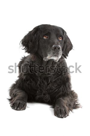 mix Tibetan Terrier, Shih Tzu Stock photo © eriklam