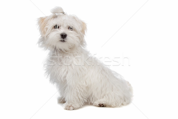 white maltese dog Stock photo © eriklam