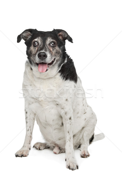 Stock photo: mixed breed dog