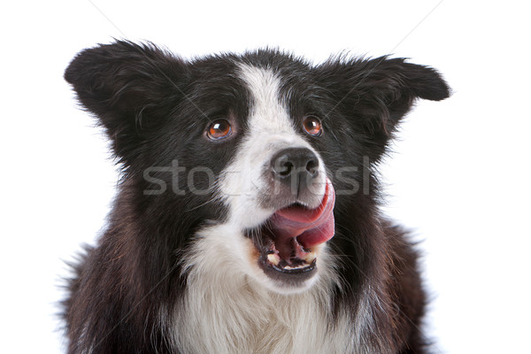 Border collie odizolowany biały psa granicy Zdjęcia stock © eriklam