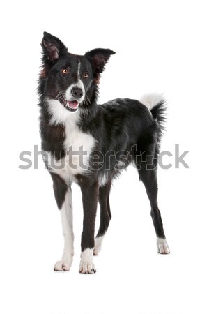 Cute Hund Vorderseite Ansicht Sitzung paw Stock foto © eriklam