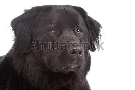 Stock foto: Mischung · neue · Berg · Hund · gemischte · Rasse