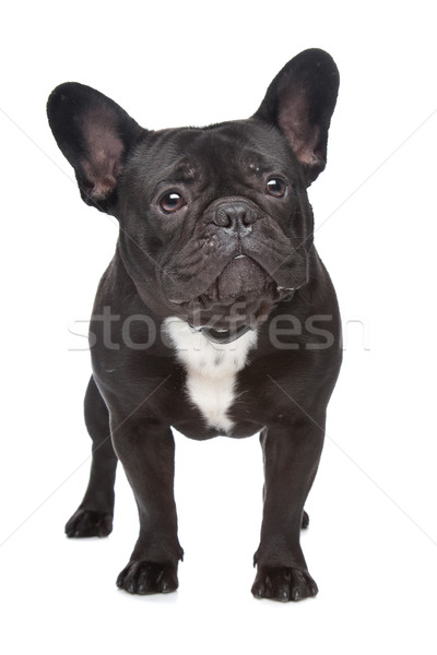 French Bulldog Stock photo © eriklam