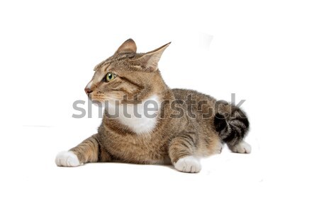 Savannah cat Stock photo © eriklam