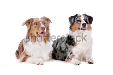 Twee australisch herder honden witte dier Stockfoto © eriklam