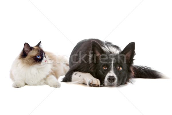 Imagine de stoc: Câine · pisică · border · collie · cu · parul · lung · izolat