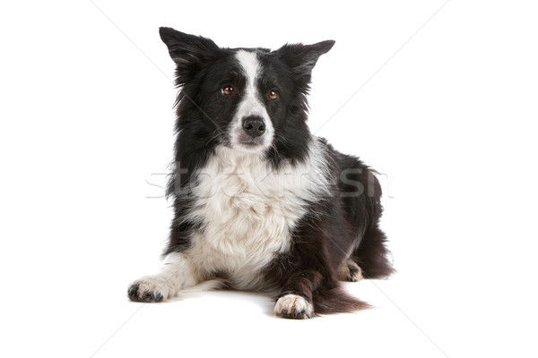 border collie sheepdog Stock photo © eriklam