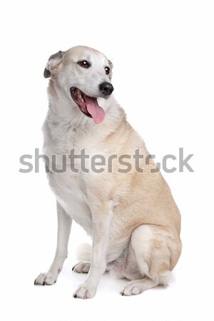 Stock foto: Gemischte · Rasse · Hund · weiß · Studio · weißem · Hintergrund