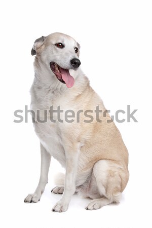 mixed breed dog Stock photo © eriklam