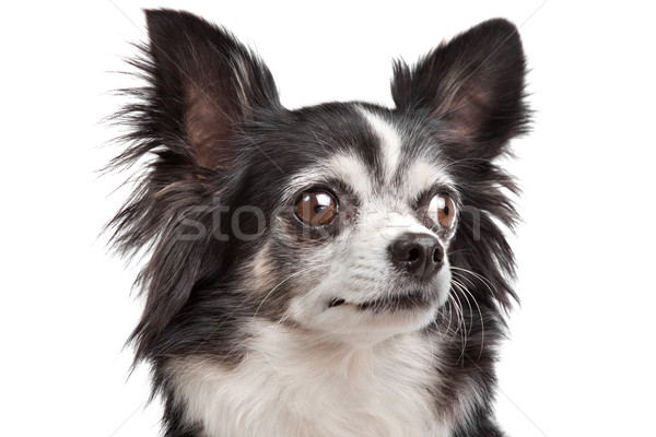 Stockfoto: Hond · zoogdier · weinig · klein · huiselijk