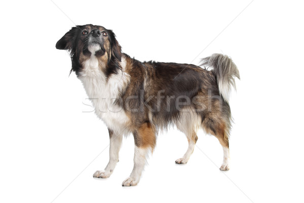 Gemengd ras hond witte achtergrond dier Stockfoto © eriklam