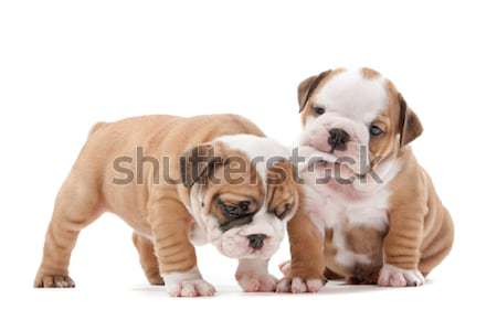 Jouer chiots deux anglais bulldog blanche [[stock_photo]] © eriklam