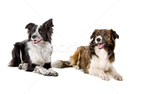 Stok fotoğraf: Iki · border · collie · köpekler · yalıtılmış · beyaz