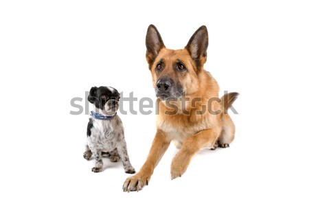 German shepherd and Shih tzu dog Stock photo © eriklam