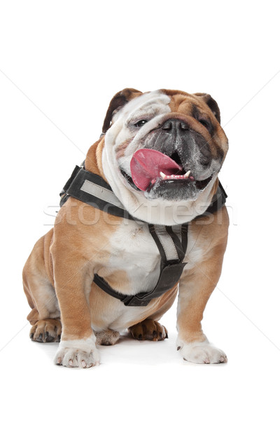 Anglais bulldog blanche chien fond mammifère Photo stock © eriklam