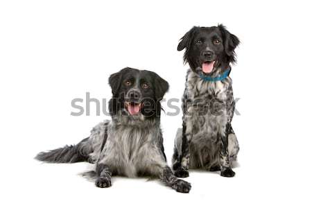 Stock photo: two frisian water dogs 