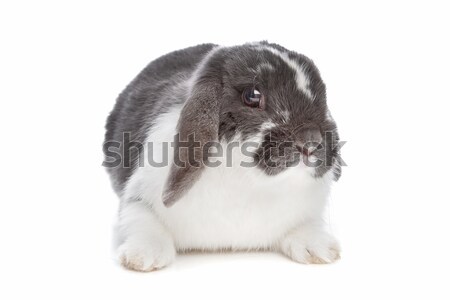 Konijn witte bunny dier huisdier bont Stockfoto © eriklam