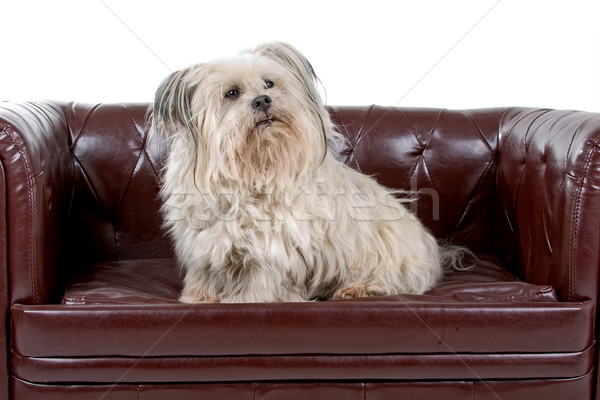 Gemengd ras hond ontspannen bank geïsoleerd Stockfoto © eriklam