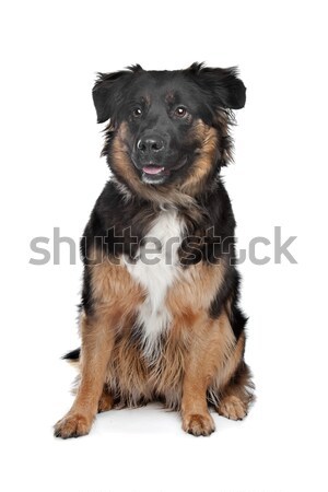 Finnish Lapphund in front of a white background Stock photo © eriklam