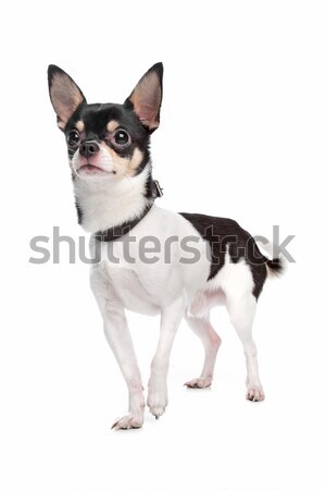 Hond witte dier gesneden huisdier shot Stockfoto © eriklam