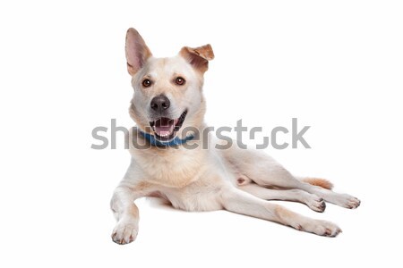 ストックフォト: 混合した · 犬 · 白 · 動物 · ペット