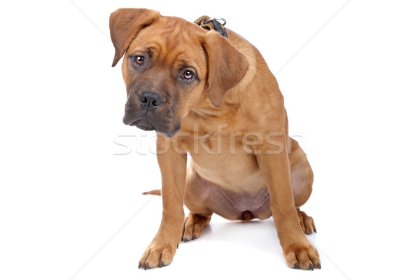 mixed breed Dogue de Bordeaux Stock photo © eriklam