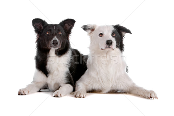 Twee border collie geïsoleerd witte witte achtergrond Stockfoto © eriklam