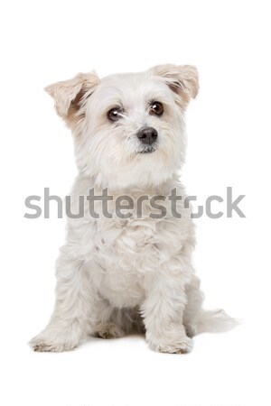 Gemengd ras hond witte een klein Stockfoto © eriklam