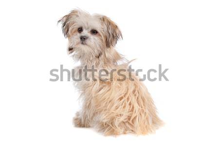 mixed breed mutt Stock photo © eriklam