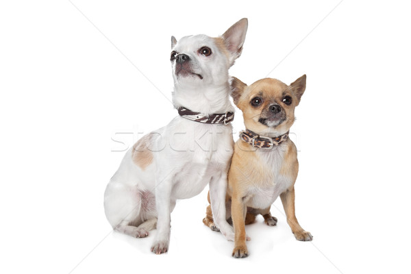 Twee honden witte hond achtergrond vrienden Stockfoto © eriklam