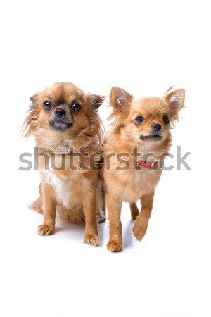 Stock foto: Zwei · cute · Hunde · ein · Hund · Hecheln