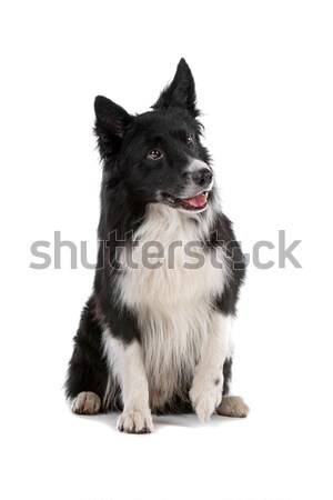 Stock fotó: Juhászkutya · juhászkutya · izolált · fehér · kutya · keret