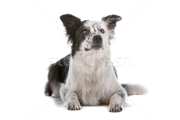 Border collie isolato bianco cane confine Foto d'archivio © eriklam