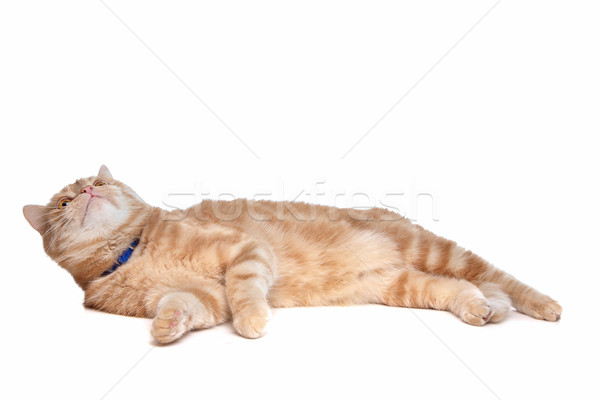 red exotic short-haired maine coon Stock photo © eriklam