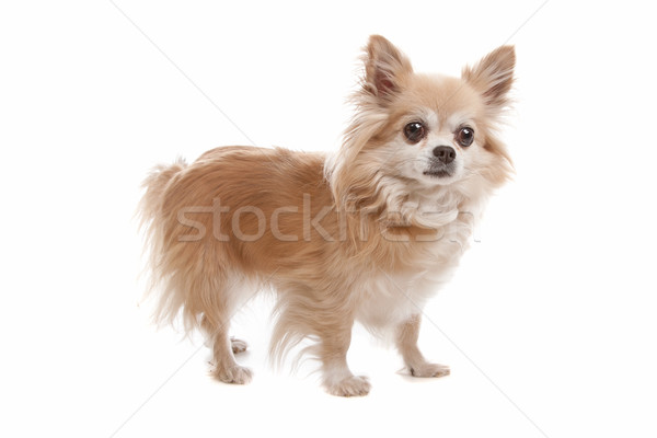 Hosszú hajú kutya fehér barna Stock fotó © eriklam