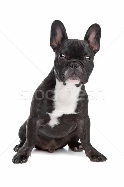 Stock photo: Black and white French Bulldog